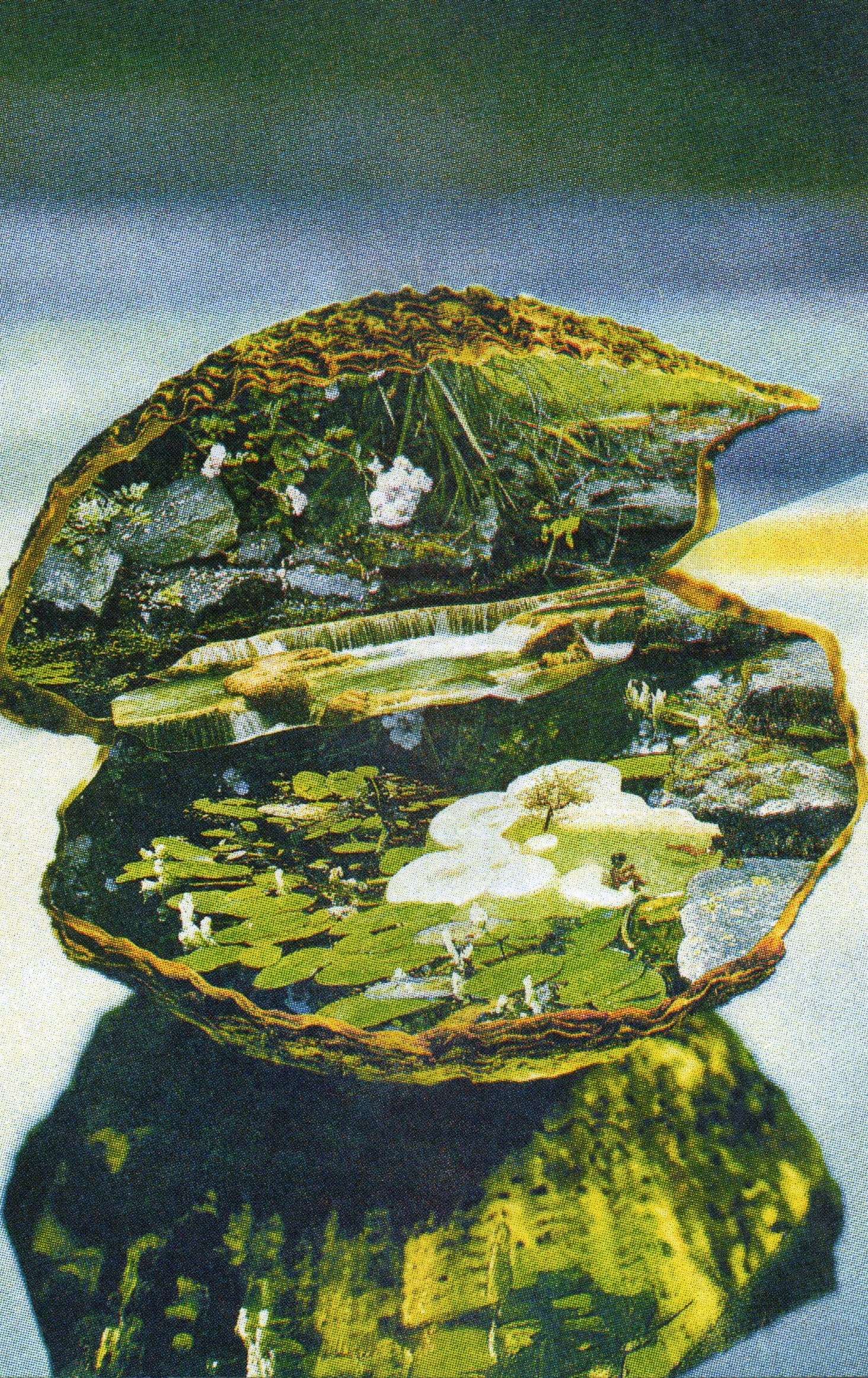 Oasis